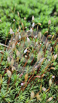 Polytrichaceae is a common family of mosses